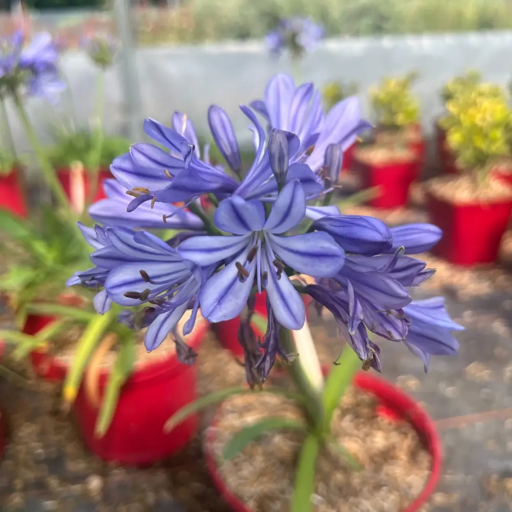 Agapanthe 'Charlotte'