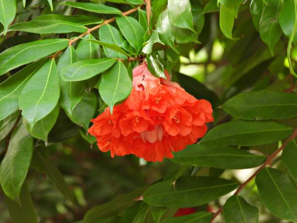 Grenadier 'Pleniflora''