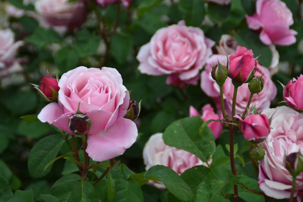 Rosier 'Soeur emmanuelle '