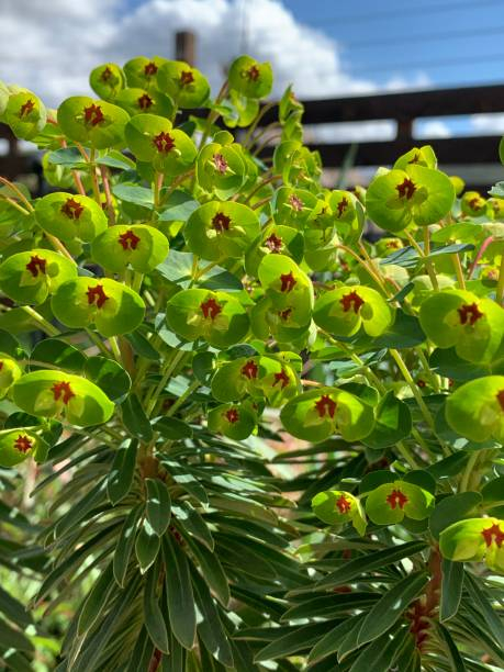 Euphorbe 'Martinii'
