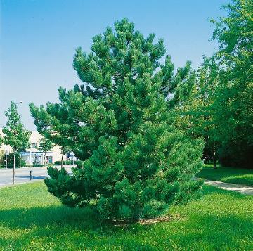 Pin noir 'Austriaca elague'