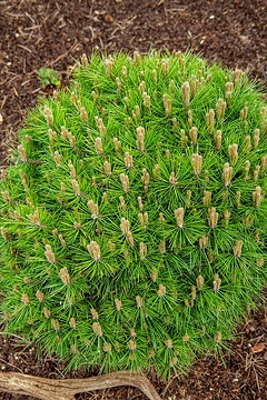 Pin noir 'Gaelle bregeon'