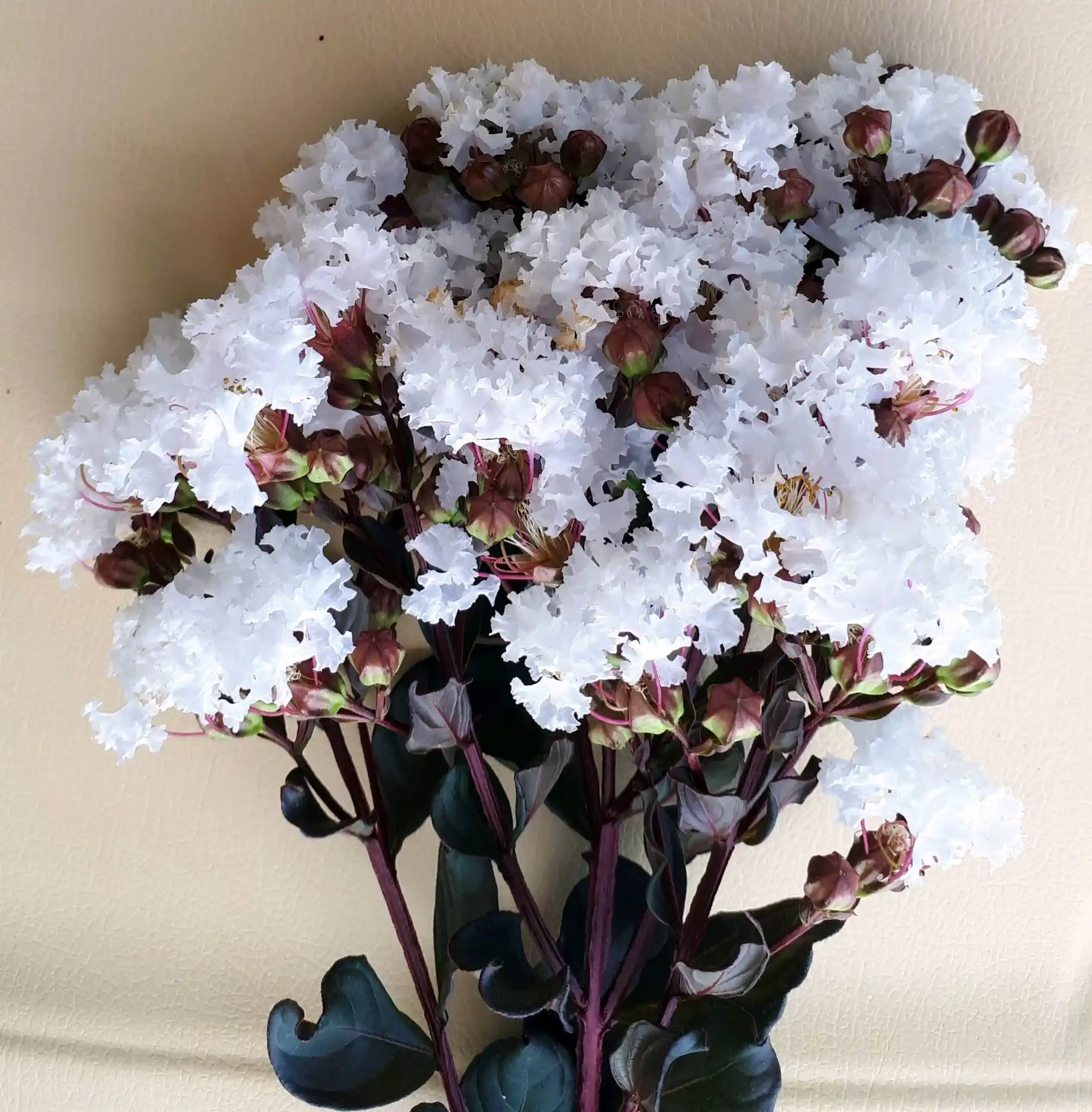 Lilas des indes 'Coconut sorbet'
