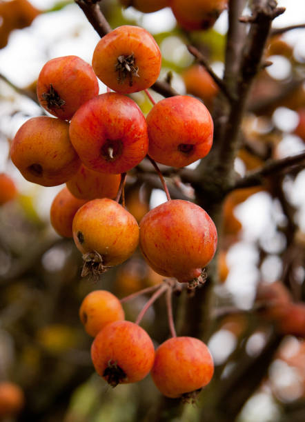 Pommier d'ornement 'Professor sprenger'