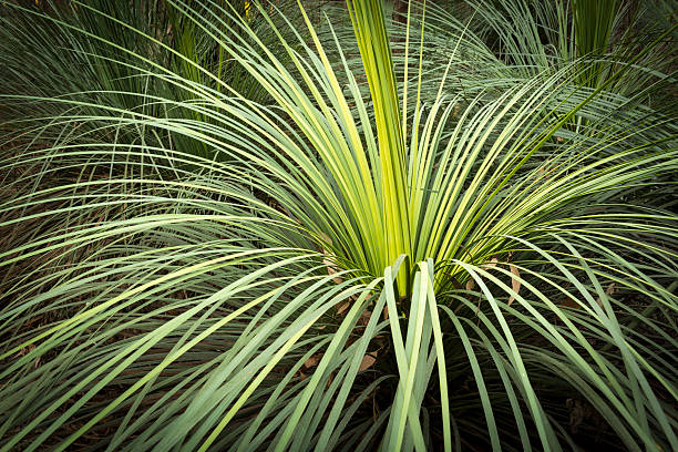Lomandra 'White sands'