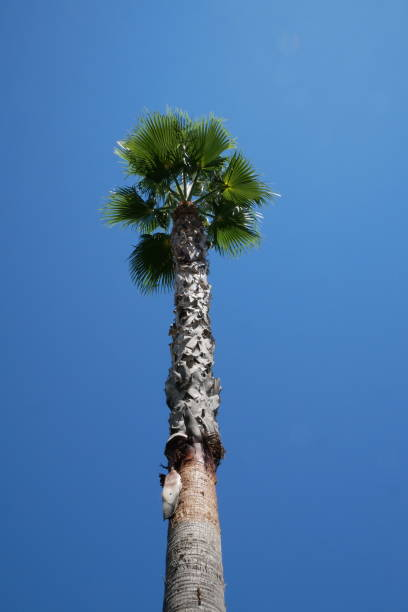 Palmier du Mexique, Palmier de Washington