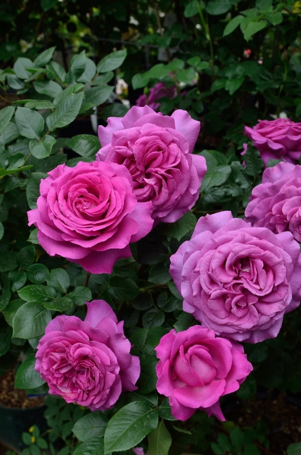 Rosier 'Chartreuse de parme '