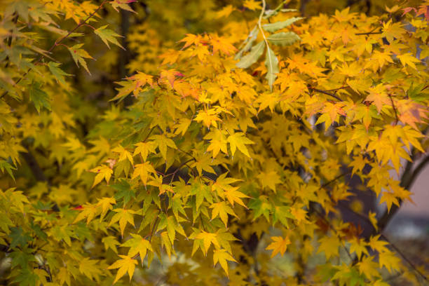 Érable du japon 'Bi hoo'