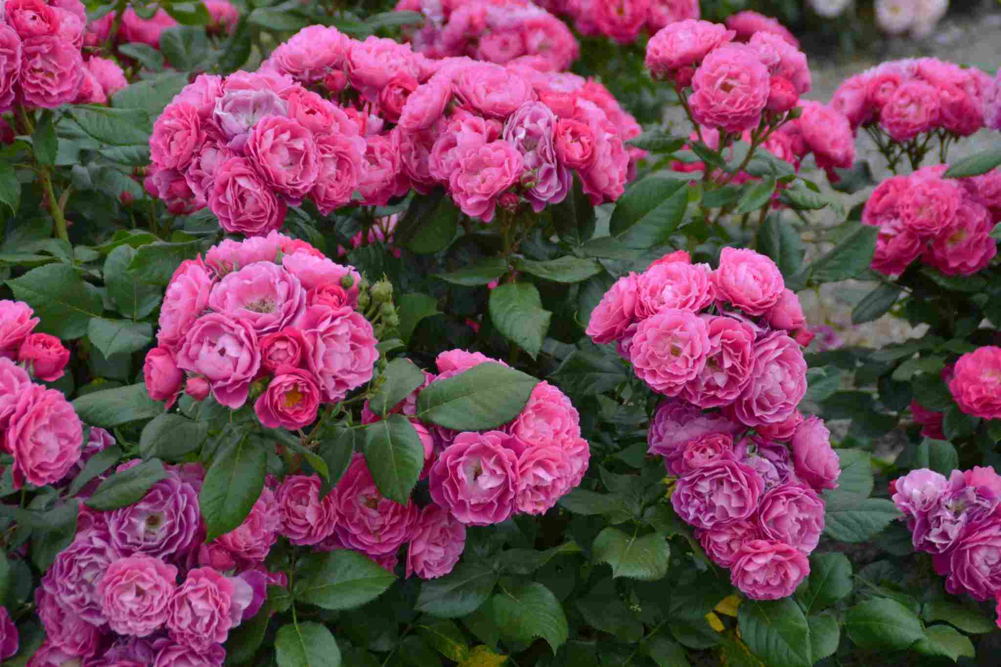 Rosier 'Bordure magenta'