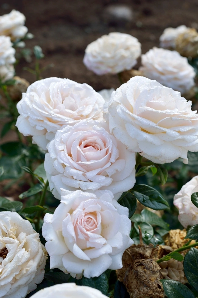 Rosier 'La sauvagine terre et passion '