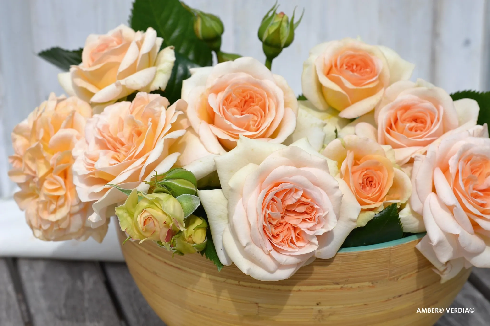 Rosier 'Amber voluptia '