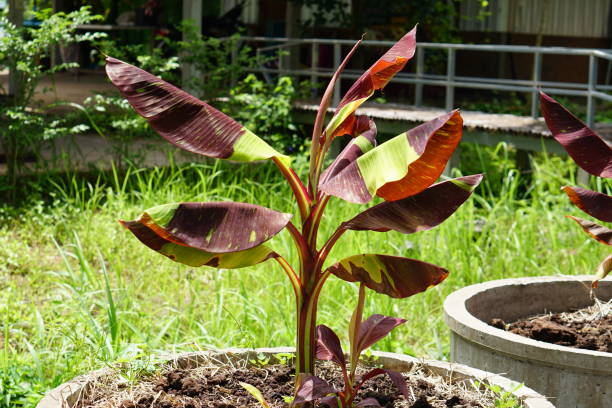 Bananier japonais 'Red tiger'