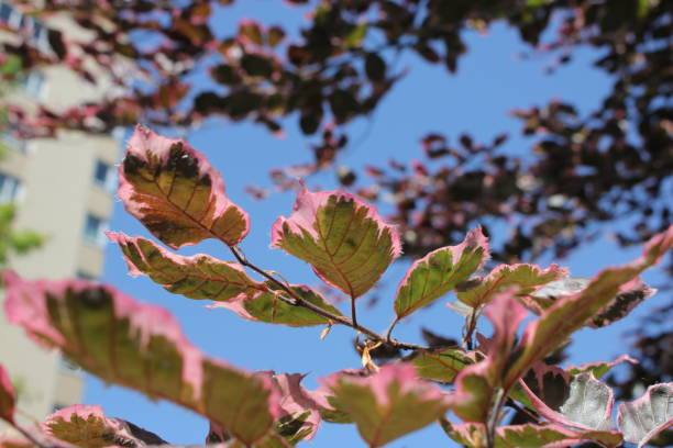 Hêtre commun 'Tricolor'