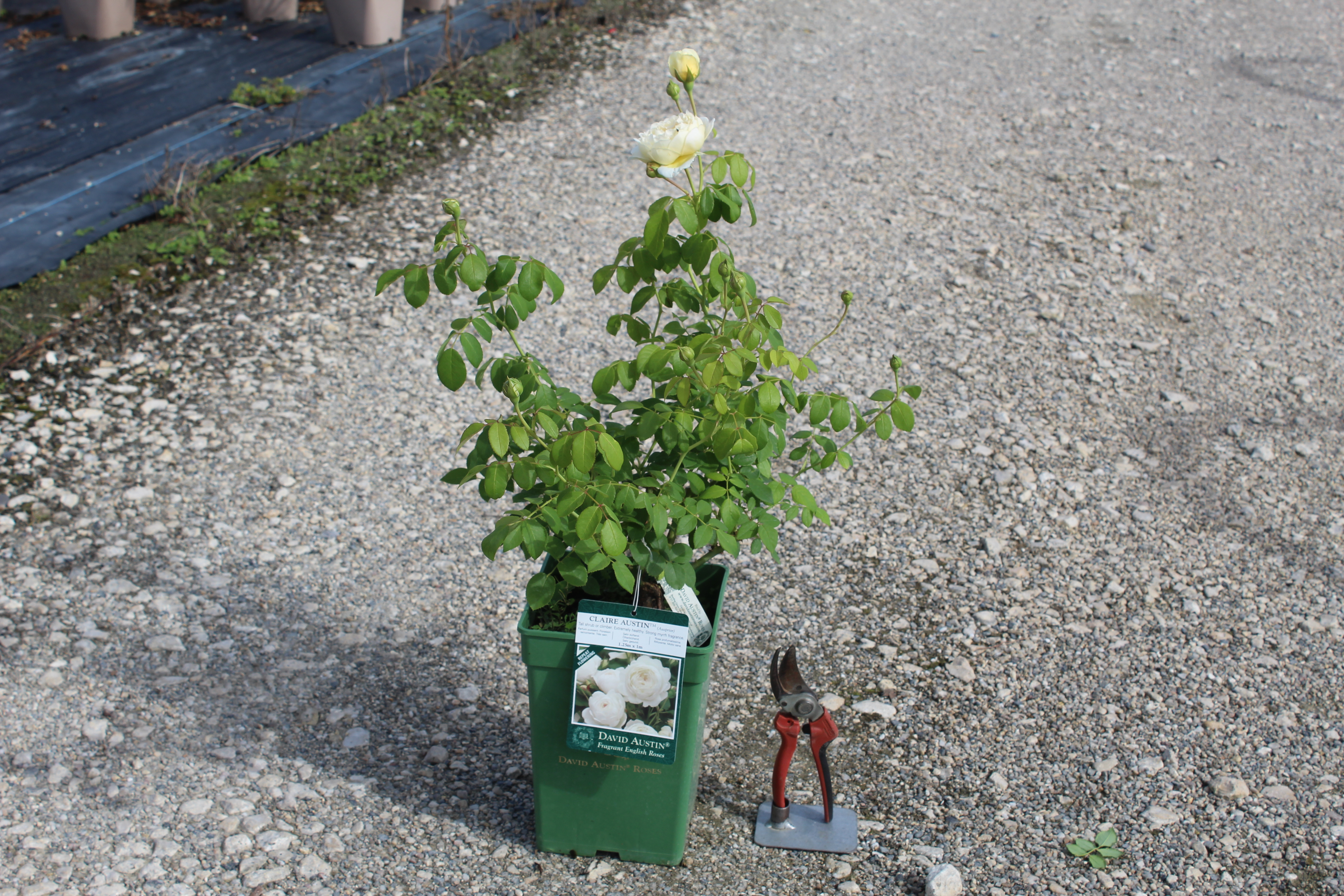 Rosier 'Claire austin '