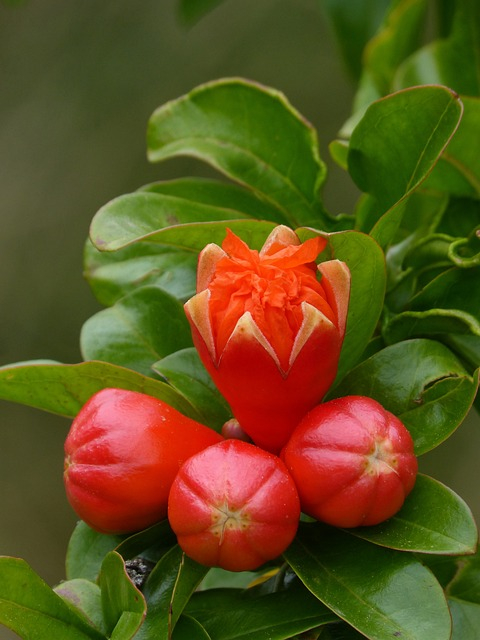 Grenadier fina tendral