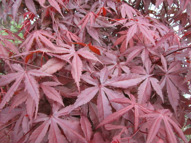 Érable du japon 'Shaina'