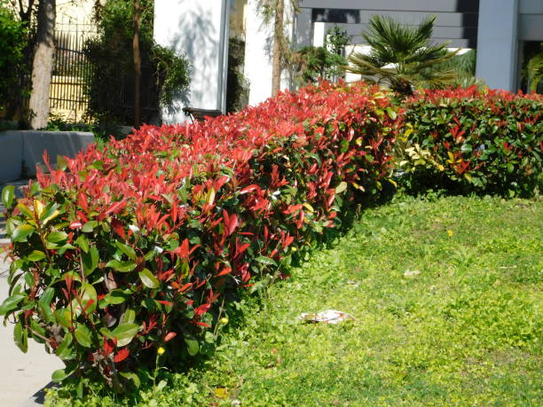 Photinia Fraseri Carré Rouge