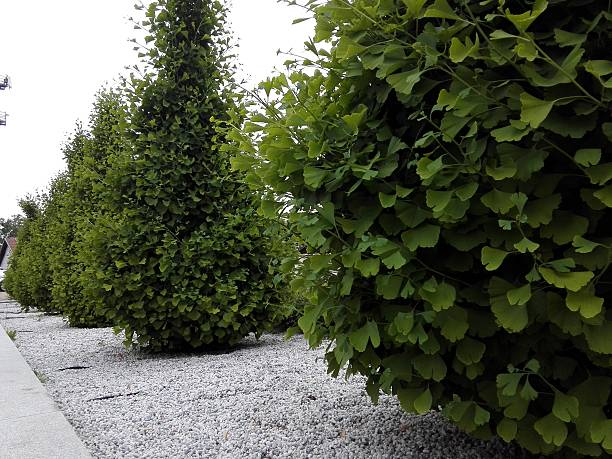 Charme commun 'Fastigiata'