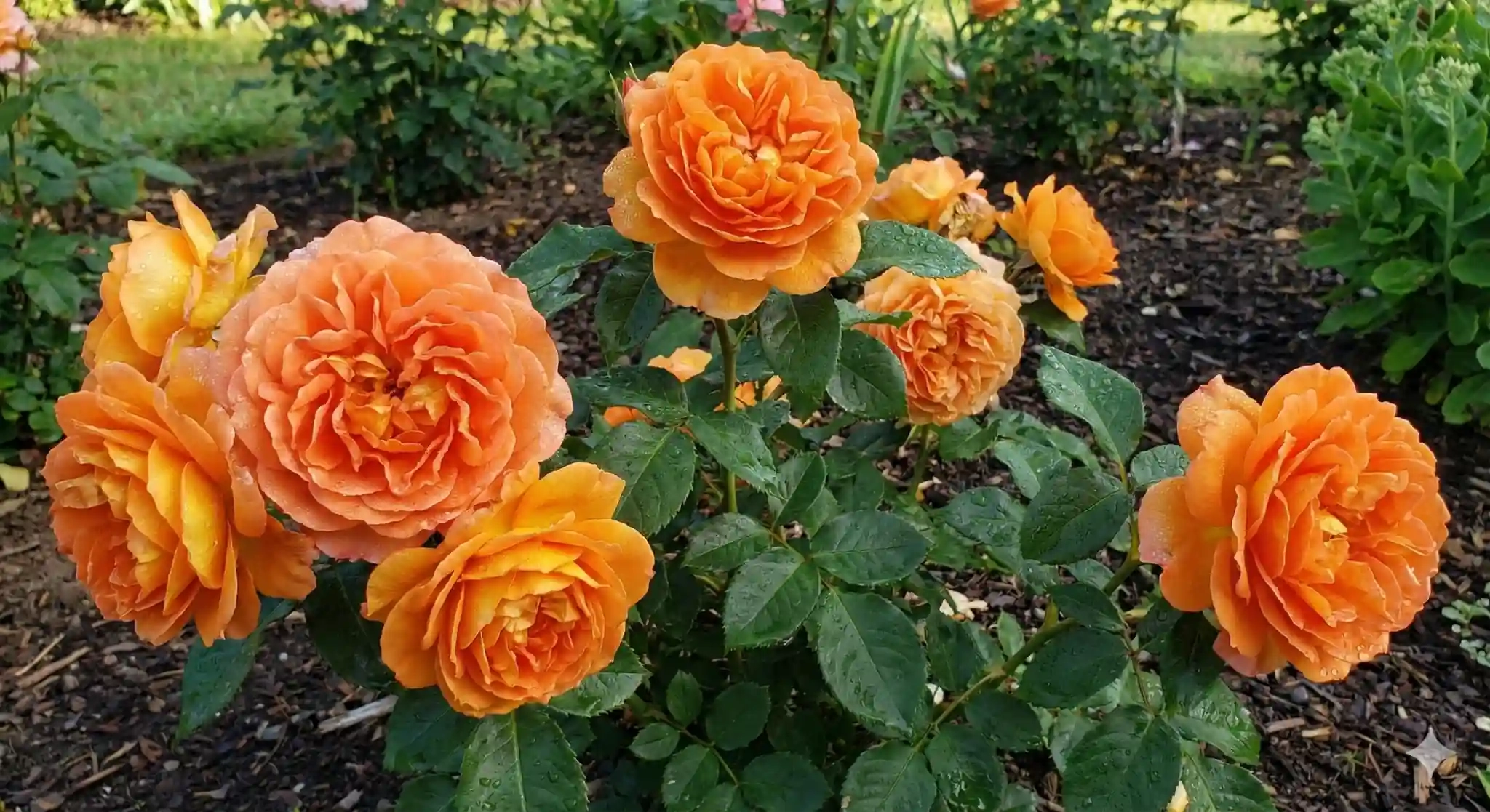 Rosier 'Louis de funes '