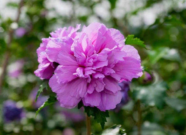 Althéa 'Purple ruffles'