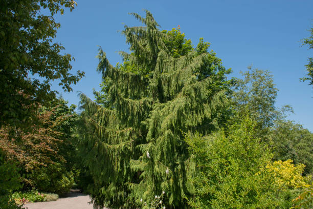 Cyprès de nootka pleureur 'Pendula'