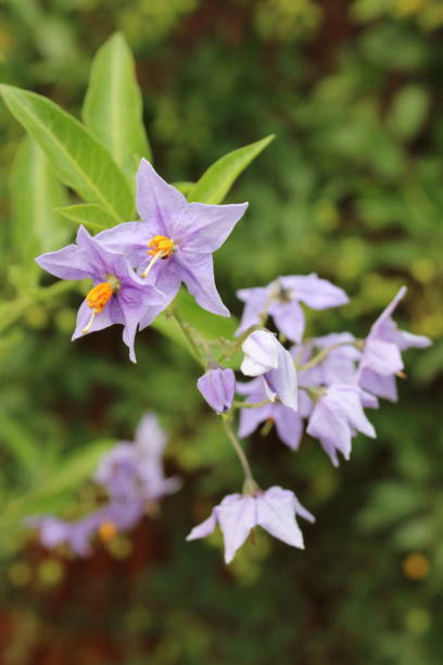 Morelle faux jasmin 'Bleu'