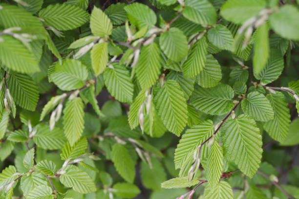 Charme commun 'Fastigiata elague'