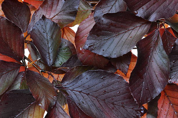 Hêtre commun 'Riversii'