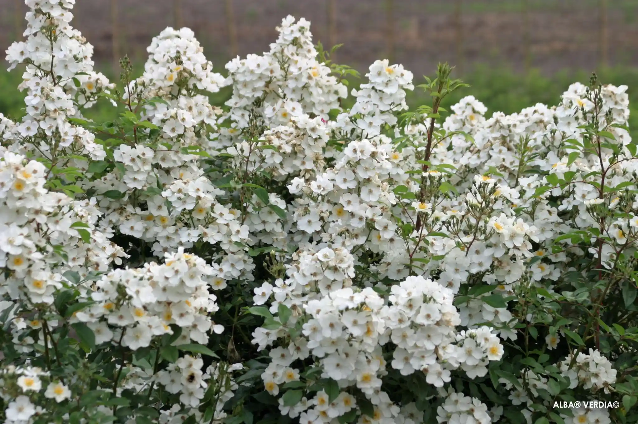 Rosier 'Alba visamalbi'