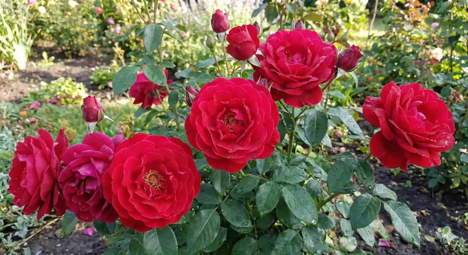 Rosier 'Karl herbst '