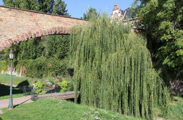 Saule pleureur 'Tristis'