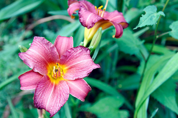 hemerocalle 'nile crane'