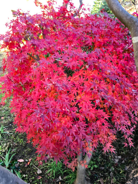 Érable du japon 'Skeeter's broom rouge'