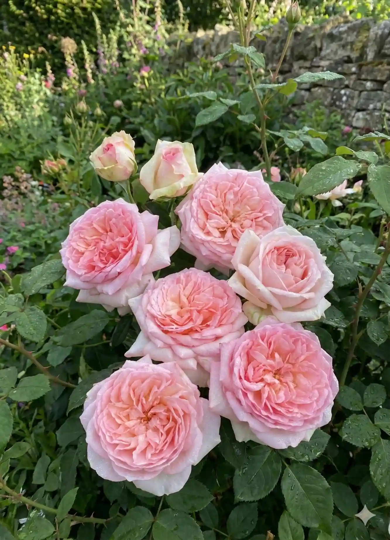 Rosier 'George sand '