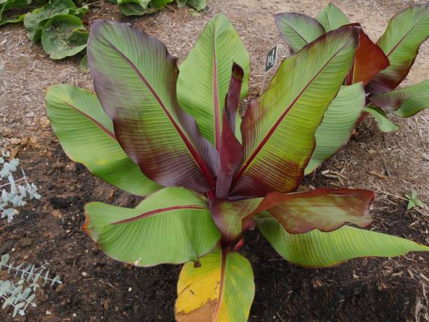 Bananier japonais 'Maurelli'