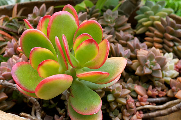 Crassule 'platyphylla'