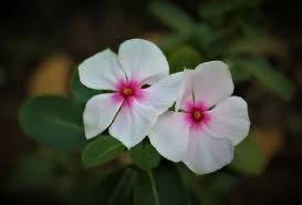 Vinca major, Grande Pervenche verte