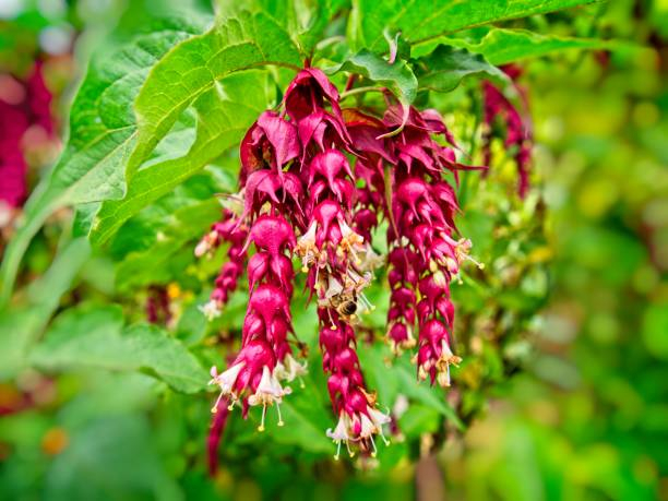 Arbre aux faisans 'Purple rain'