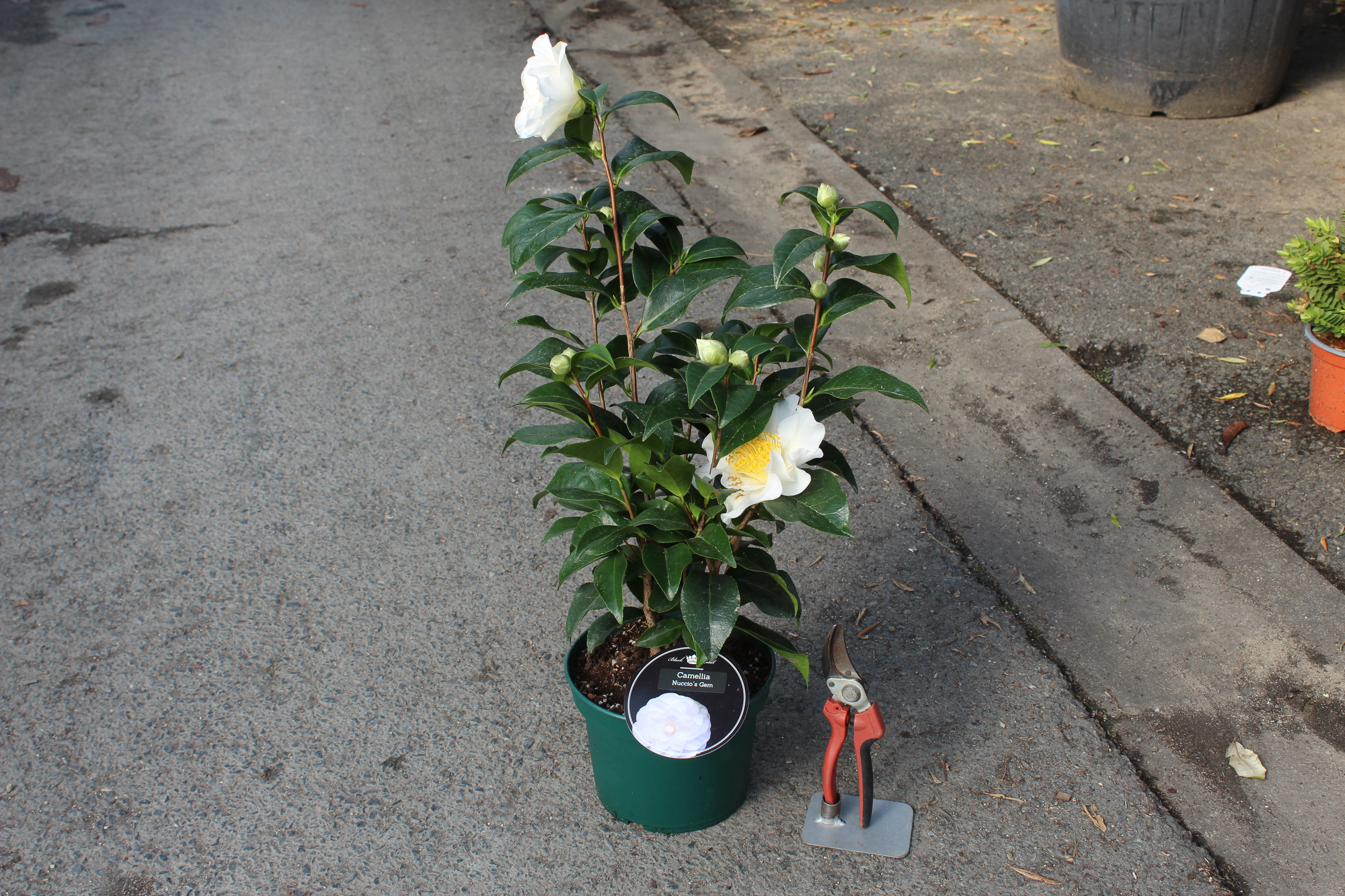 Camélia du japon 'Nuccio s gem blanc'