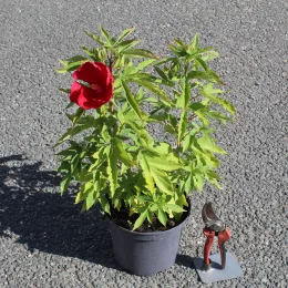 Hibiscus des marais 'Akata' (Hibiscus moscheutos) — jeune plant en pot noir avec fleur rouge · Pot 3L