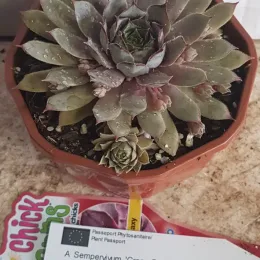Succulente 'Chick charms grape galaxy' (Sempervivum) — rosette de succulente mouillée dans pot plastique brun · Pot 1L