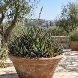 Succulente 'F. clariperla' (Haworthia attenuata) — succulente graphique en pot en terre cuite extérieur · Photo d'illustration