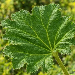 Rhubarbe géante (Gunnera manicata) — grand limbe foliaire vert avec nervures marquées · Photo d'illustration