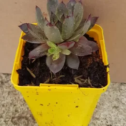 Succulente 'Chick charms grape galaxy' (Sempervivum) — succulente en rosette dans pot plastique jaune · Godet