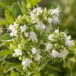 Barbe-bleue 'White surprise' (Caryopteris clandonensis) — gros plan sur inflorescences blanches et feuillage vert · Photo d'illustration