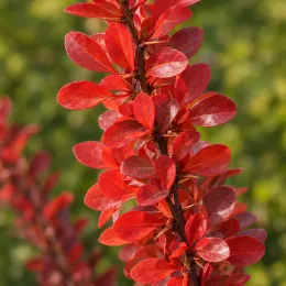 Épine-vinette 'Redtorch' (Berberis thunbergii) — branche couverte de petites feuilles rouges · Photo d'illustration