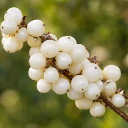 Symphorine de doorenbos à fruits blancs (Symphoricarpos × doorenbosii) — grappe de petites baies blanches rondes · Photo d'illustration