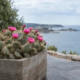 Cactée 'Hamburg' (Opuntia hystricina) — cactée fleurie en bac bois sur terrasse côtière · Photo d'illustration