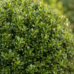 Chèvrefeuille boule à feuilles de buis 'Panmin' (Lonicera nitida) — boule dense de petits feuillages verts lustrés · Photo d'illustration