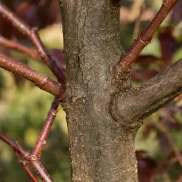 Érable plane 'Crimson sentry' (Acer platanoides) — gros plan sur tronc et jeunes rameaux